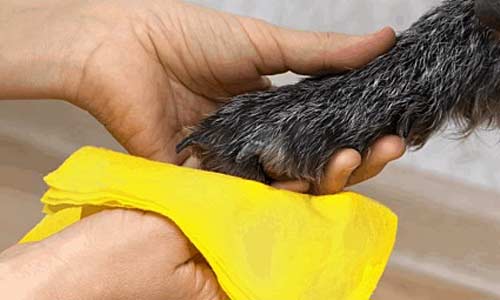 После прогулки лапы моем в тёплой воде