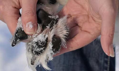 Зимой на лапы собаки воздействуют химические реагенты