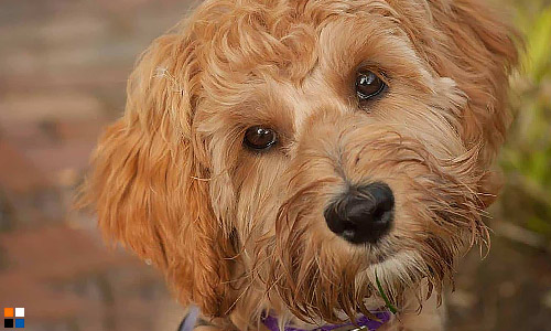 Лабрадудль — помесь лабрадора и пуделя с вьющейся шерстью