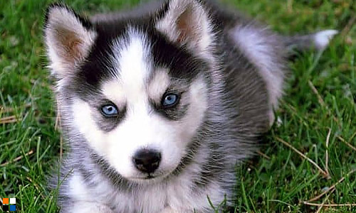 Помски — миниатюрная копия сибирских хаски