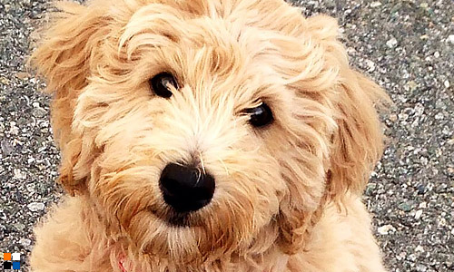 Голдендудль вырастает надёжной собакой-поводырём