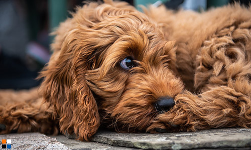 Кокапу описывают как ворсистый, счастливый и пушистый