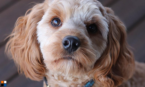 Кавапу — гибрид пуделя и кинг чарльз спаниеля