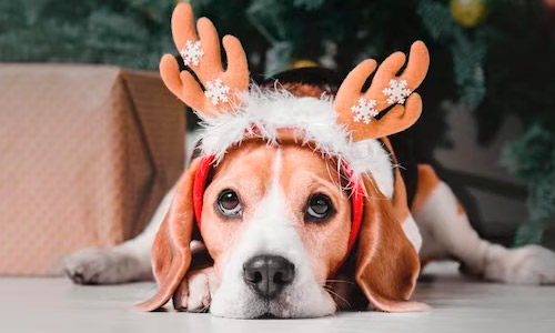 Собаке лучше пережить Новый год в тихом, спокойном месте