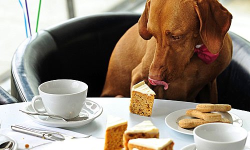 Чтобы собака пережила Новый год, не кормите питомца сладким