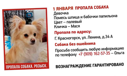 В новогоднюю ночь выгуливайте собаку на поводке В новогоднюю ночь выгуливайте собаку на поводке