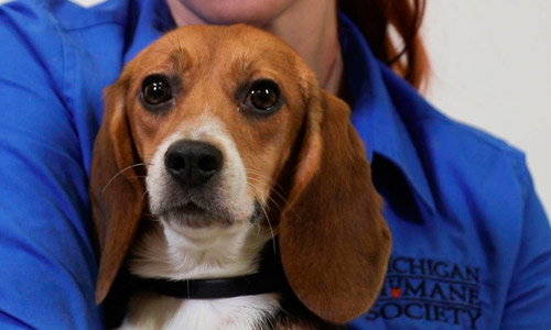 Регулярно проверяйте бигля на признаки инфекции