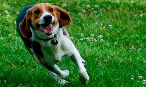 Бигль нуждается в большом количестве физической нагрузки