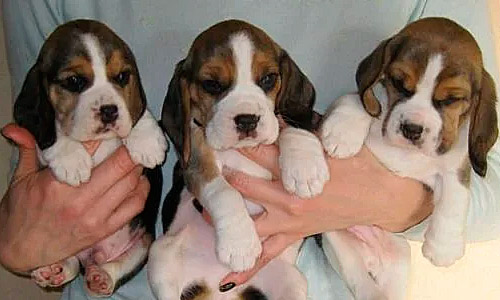 Стоит завести несколько биглей