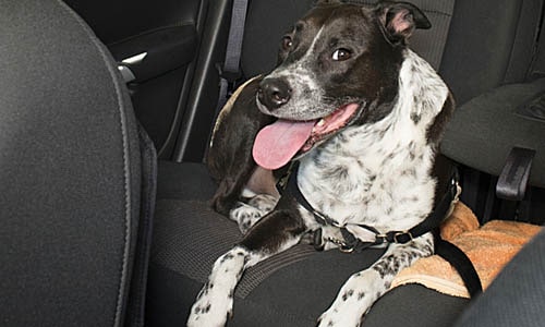 Правильная упряж убережёт собаку от травмы в автомобиле