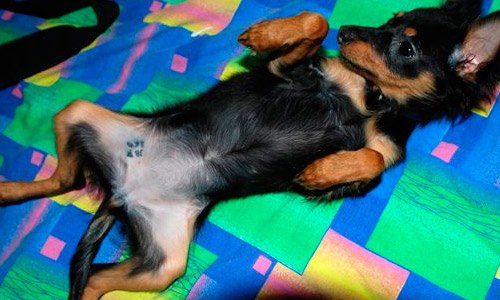 Обязательное идентифицирование собак по закону