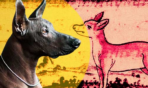 Рисунки индейцев с изображением ксолоитцкуинтли