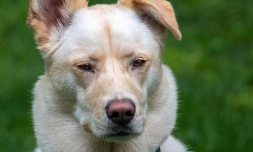 Лабрадор-хаски, Labrador husky