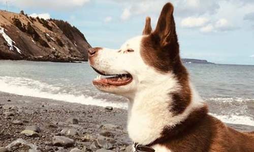 Лабрадор-хаски, Labrador husky