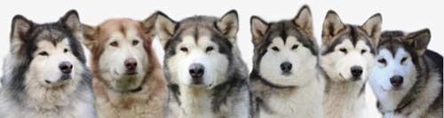 Маккензи-ривер хаски, Mackenzie River Huskies