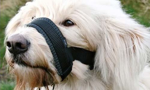 Петлевой намордник