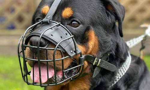 Металлический намордник-корзинка