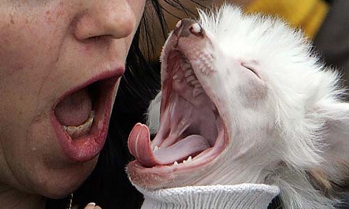 Проявление эмпатии — собака зевает вслед за вами