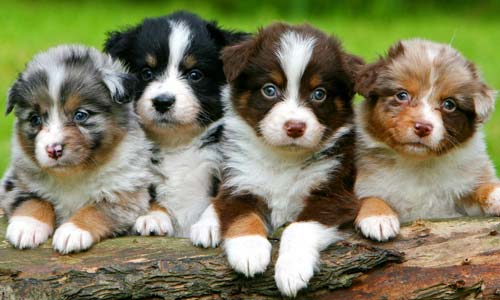 Щенки австралийской овчарки