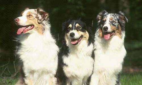 Австралийская овчарка выведена в США