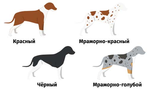 Окрасы австралийских овчарок