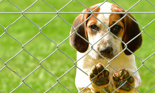 Воспитание фоксхаунда начинают с молодых когтей