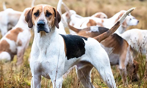 Английский фоксхаунд