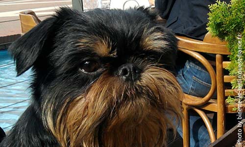 Бельгийский гриффон, Griffon Belge