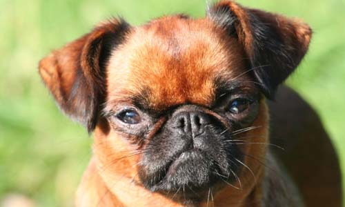 Пти брабансон