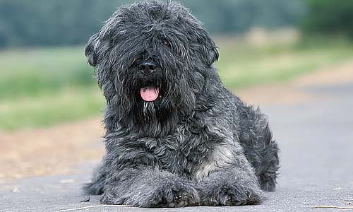 Фландрский бувье