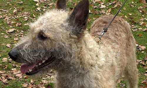 Бельгийская лакенуа