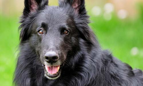 Бельгийский грюнендаль