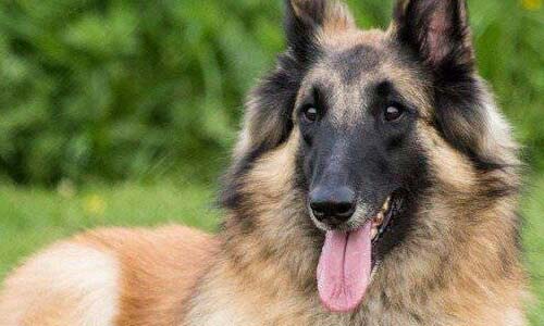 Бельгийский тервюрен