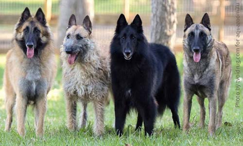 Бельгийские овчарки
