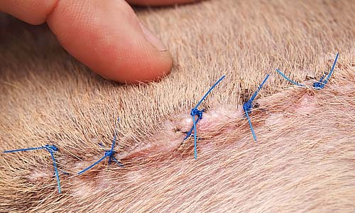 Обработка шва после стерилизации