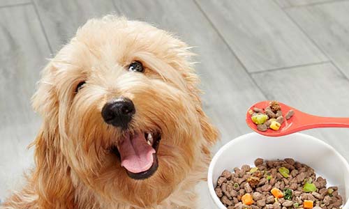 https://petsmart.ru/catalog/121-lechebnye