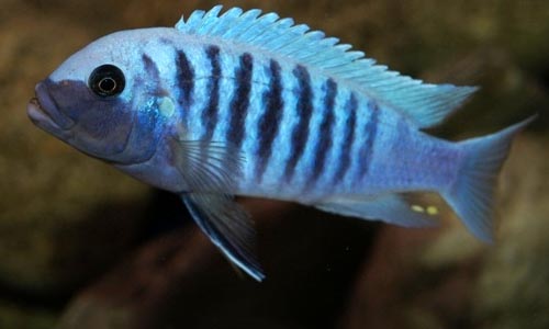 Псевдотрофеус зебра