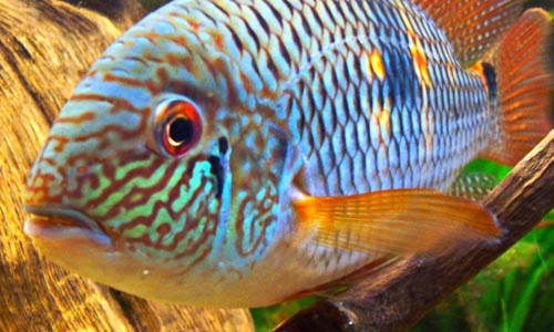 Акара: содержание, совместимость, разведение