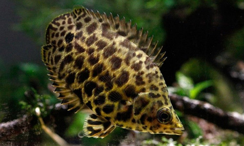 Ктенопома леопардовая