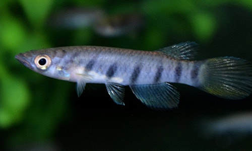 Эпиплятис шестиполосый