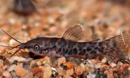 Дианема бронзовая