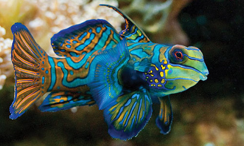 Рифовые аквариумные рыбки