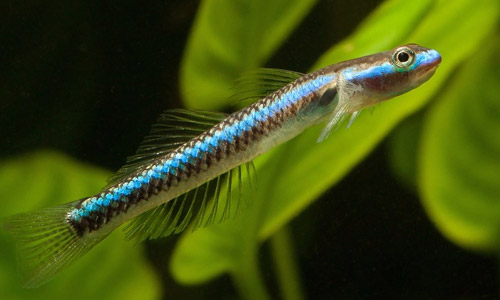 Стипфодон кобальтовый