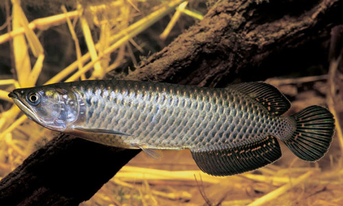 Арована джардини