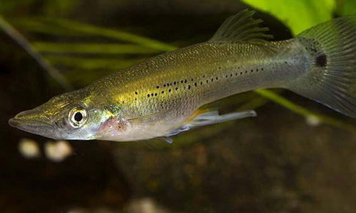 Белонесокс