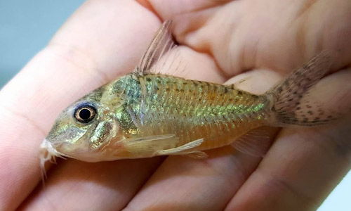 Сомик смарагдовый