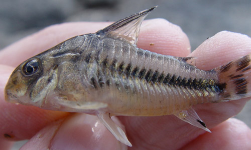 Каллихтииды, панцирные сомики