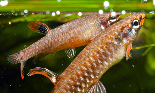 Копеина арнольда