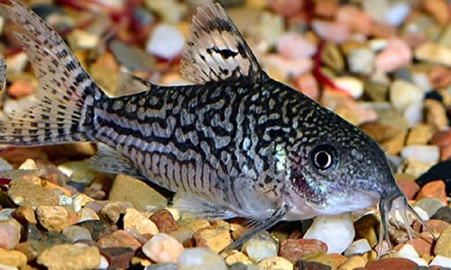 Сомик элегантный