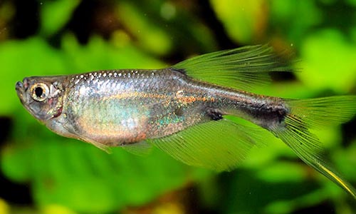 Рыбка дракончик аквариумный